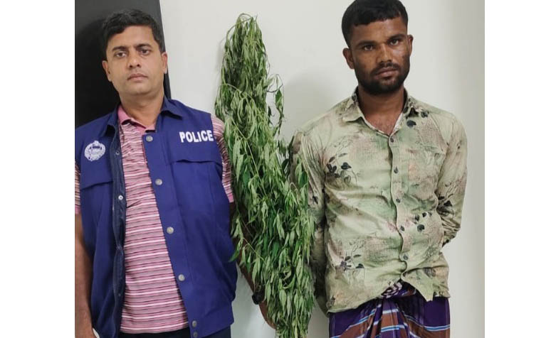 হিজলায় আওয়ামী লীগ সভাপতির ছেলের বাগানে গাঁজা গাছ