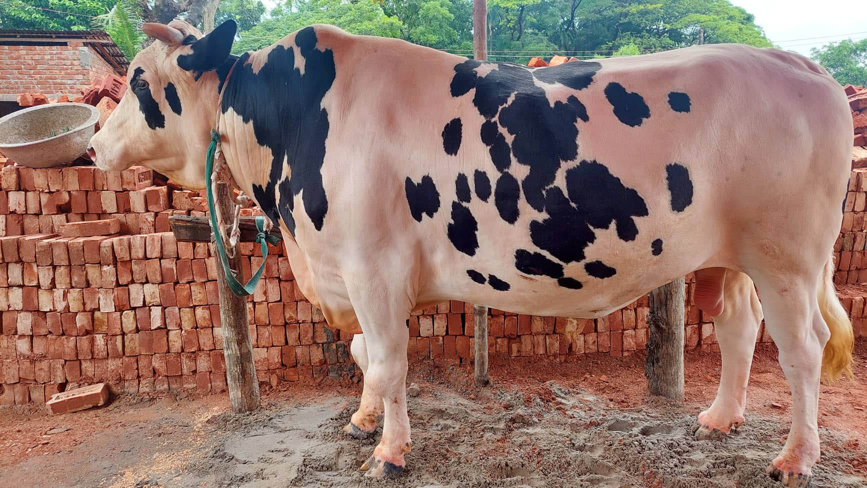 বরিশাল বিভাগে ঈদে পশুর চাহিদা ৩ লাখ ৯৪ হাজার ৫৫২টি