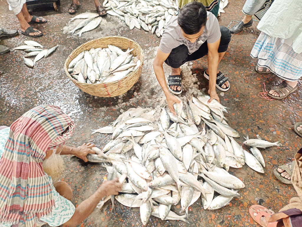 আগামী সপ্তাহ থেকে বাড়তে পারে ইলিশ আহরণ
