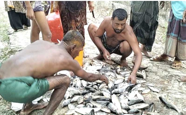 কলাপাড়ায় পুকুরে বিষ ঢেলে দেড় লক্ষাধিক টাকার ক্ষতি