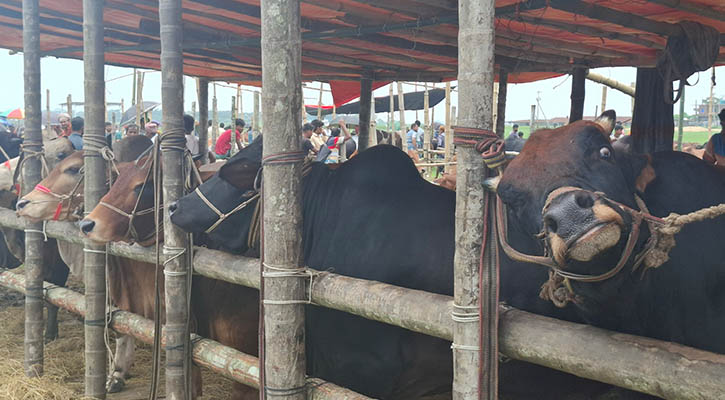 পশুর চাহিদা মেটাতে বরিশালে ৩২৮ হাট