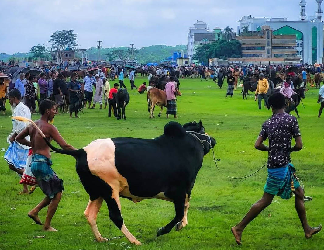 জমজমাট পশুর হাট তবে দাম বেশি