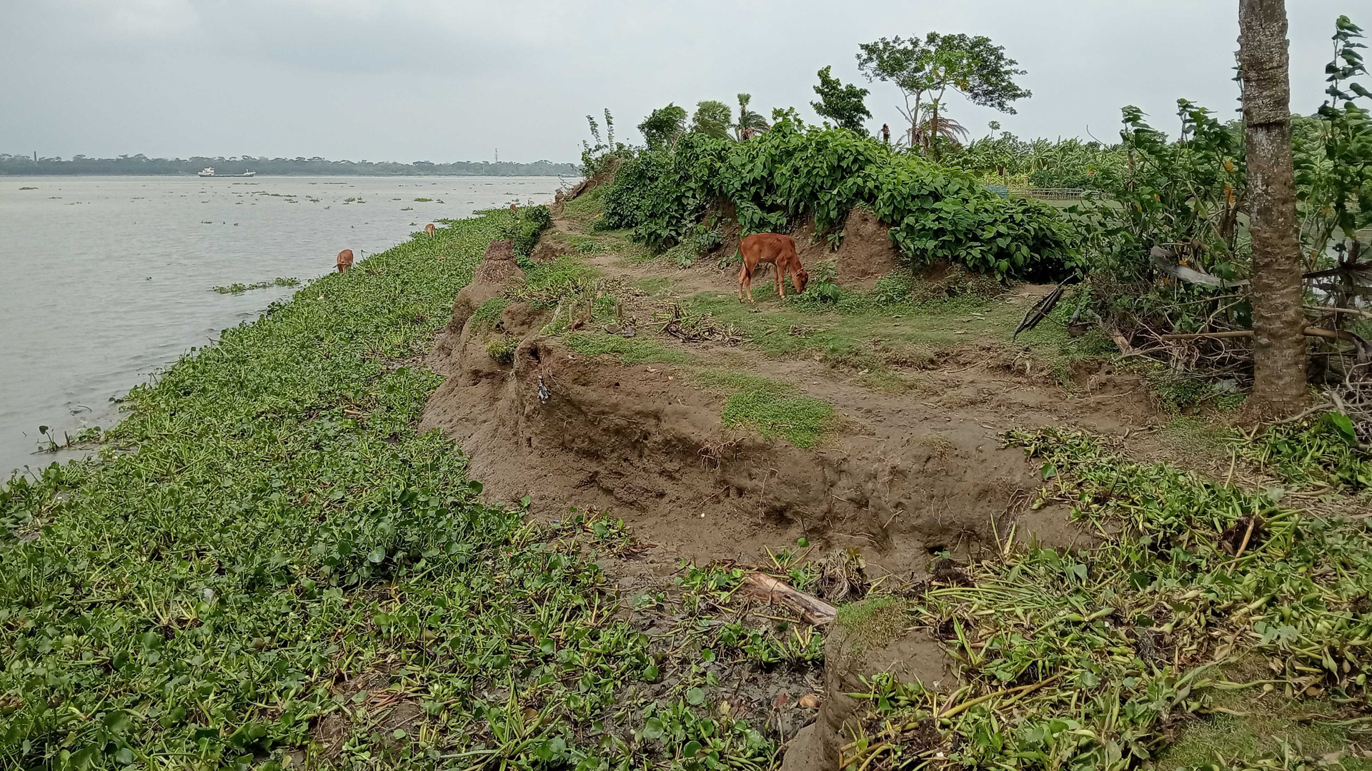 পিরোজপুরে নদীপাড়ে ভাঙন আতঙ্ক