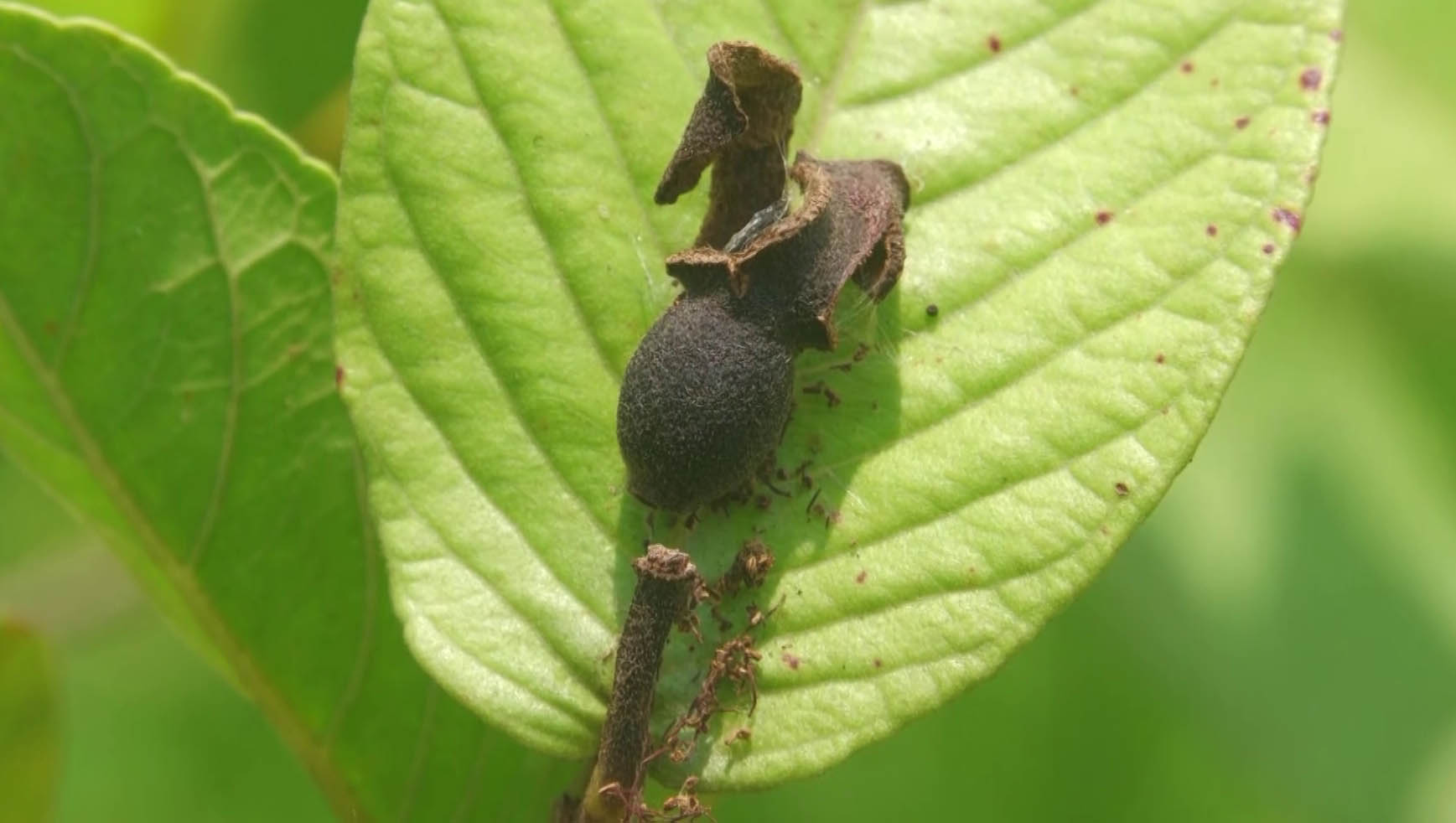 স্বপ্ন ভাঙছে ঝালকাঠির পেয়ারা চাষিদের