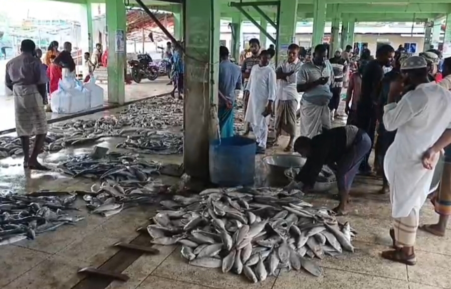 অবরোধ শেষ রাত বারোটায়, ভোররাতে ইলিশ নিয়ে ঘাটে জেলেরা