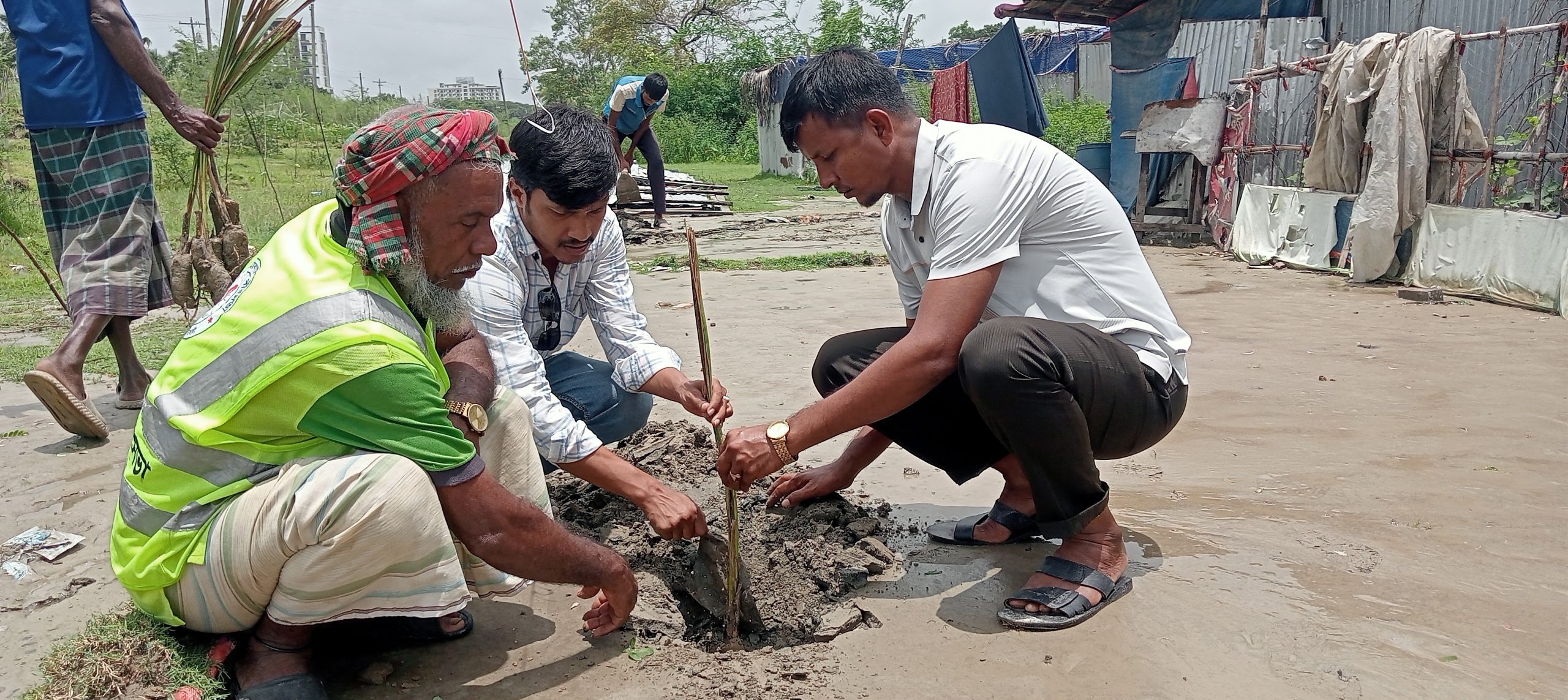 কুয়াকাটা পৌরসভার উদ্যোগে শতাধিক তালের চারা রোপণ