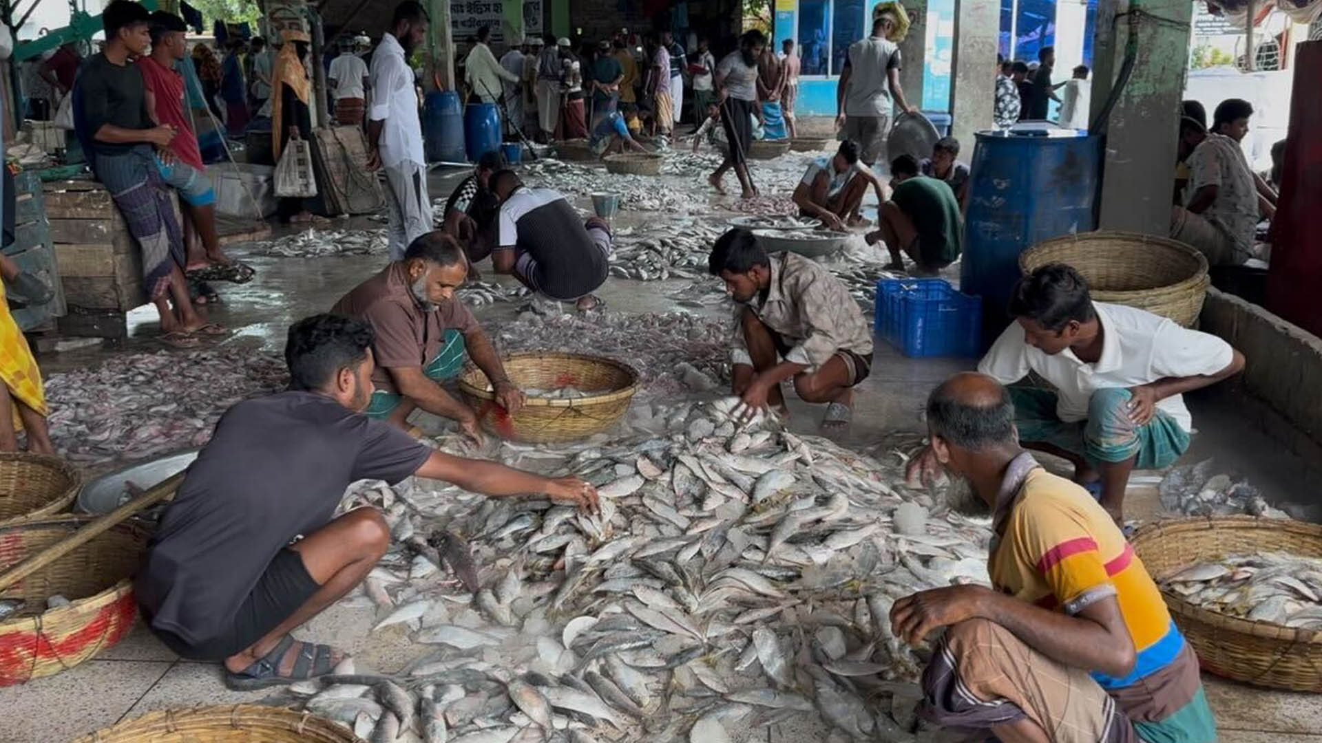 উপকূলে জেলেদের জালে ধরা পড়ছে কাঙ্ক্ষিত ইলিশ