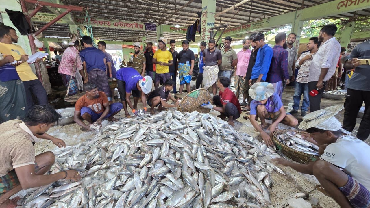 ভরা মৌসুমেও ইলিশের আকাল