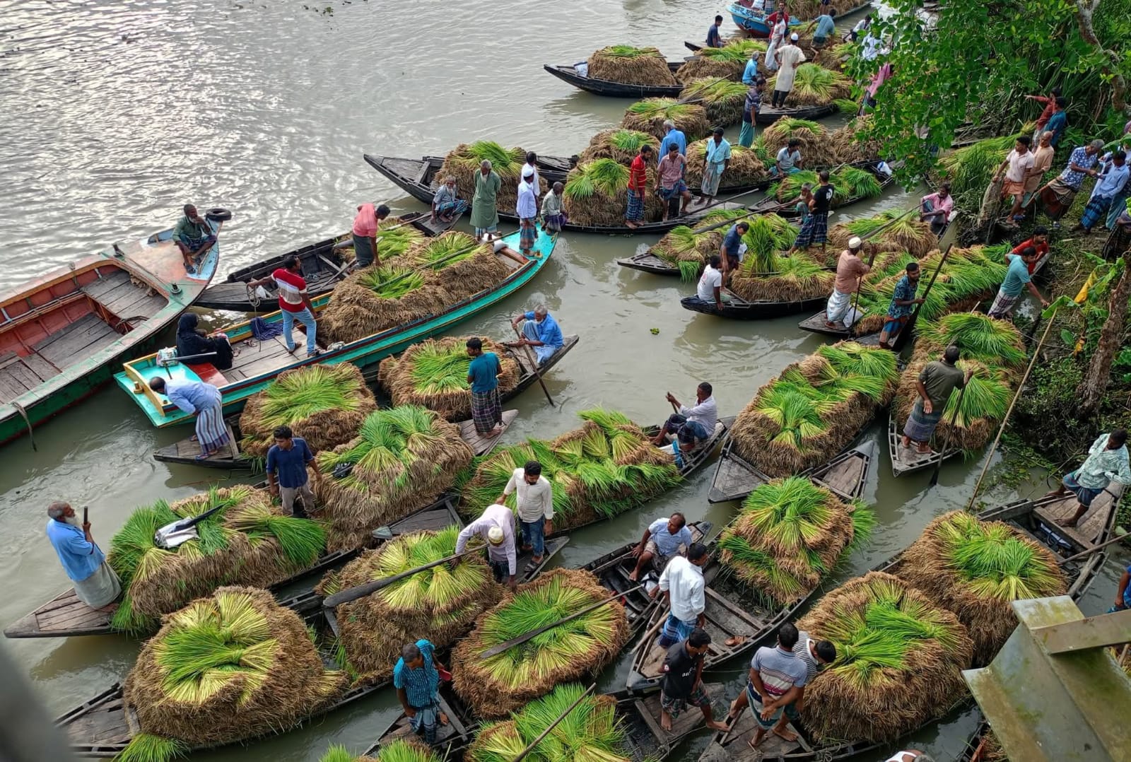 নদীর বুকে সবুজ হাট