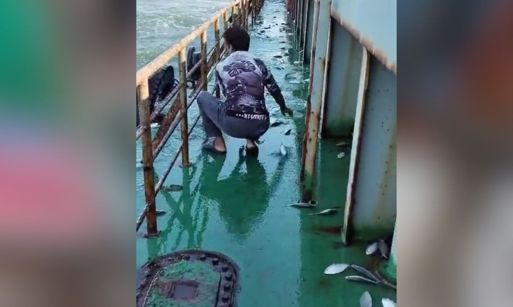 লাইটার জাহাজের ডেকে লাফিয়ে উঠল তিন মণ ইলিশ
