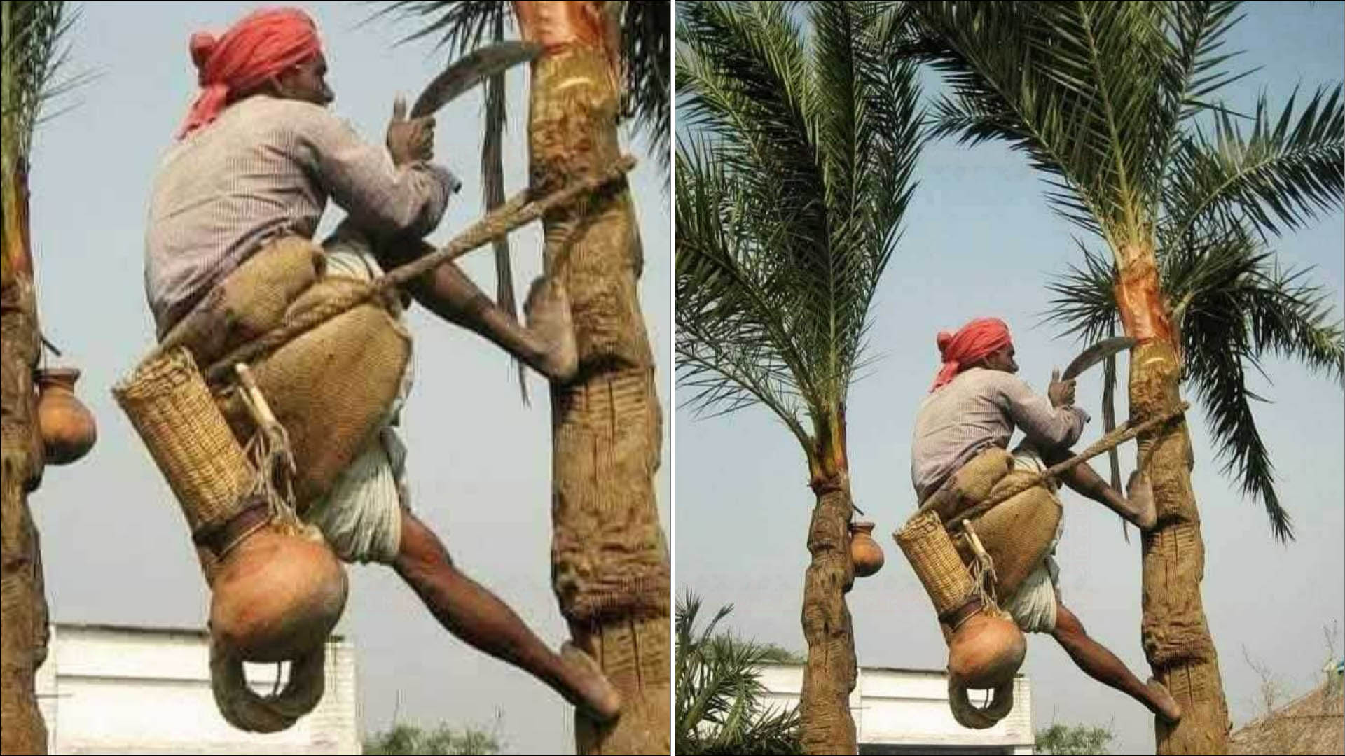 কালের বিবর্তনে হারিয়ে যাচ্ছে ঐতিহ্যবাহী খেজুরের রস