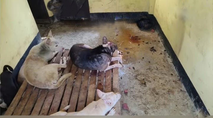 কেরানীগঞ্জে কুকুর জবাই ও মাংস সরবরাহের অভিযোগ এলাকাবাসীর