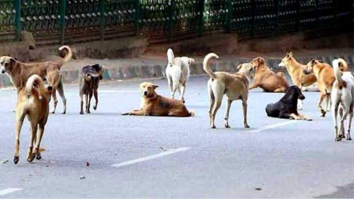 নওগাঁয় খাসি বলে কুকুরের মাংস বিক্রির চেষ্টা
