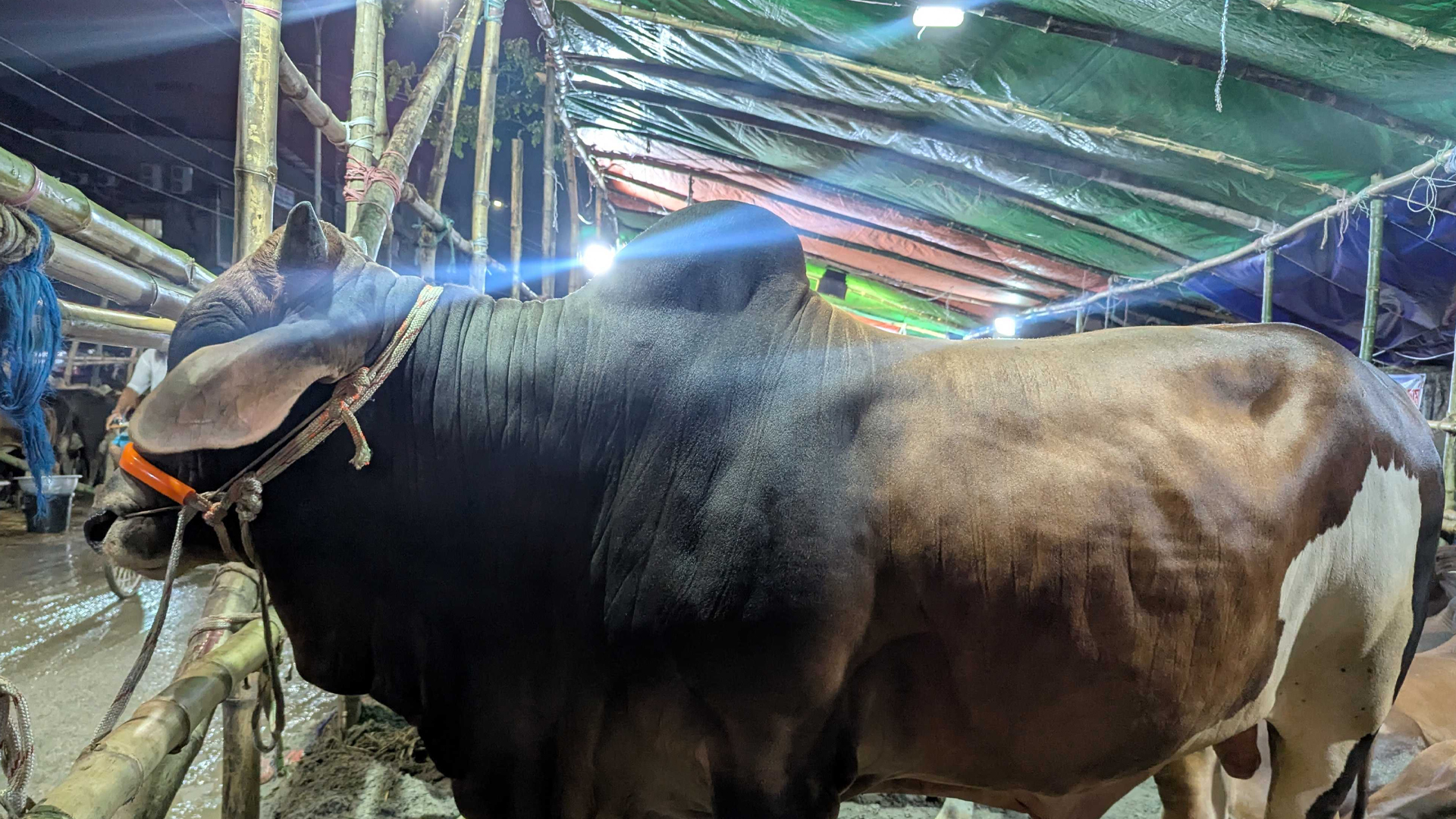 ঢাকায় ২৭টি পশুর হাট, অবৈধভাবে কোথাও বসানো যাবে না: প্রাণিসম্পদ মন্ত্রী