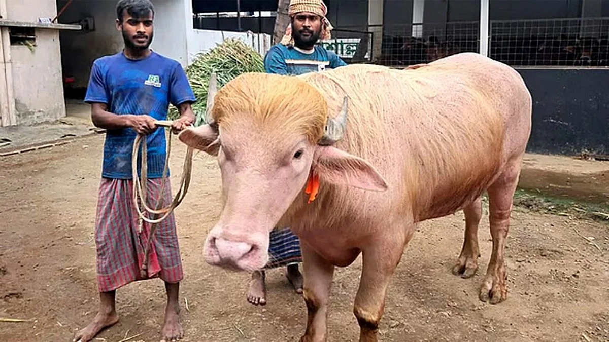 কেরানীগঞ্জের আগানগরে আসছে ‘ডোনাল্ড ট্রাম্প’