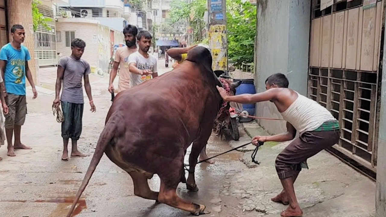 ঢাকায় গরুর লাথি-গুঁতা খেয়ে ৮০ জন হাসপাতালে