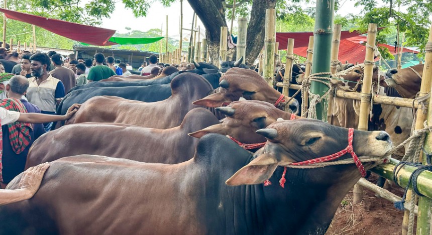 কোরবানির ঈদ ঘিরে কেরানীগঞ্জের হযরতপুর পশুর হাটে জমজমাট বেচাকেনা