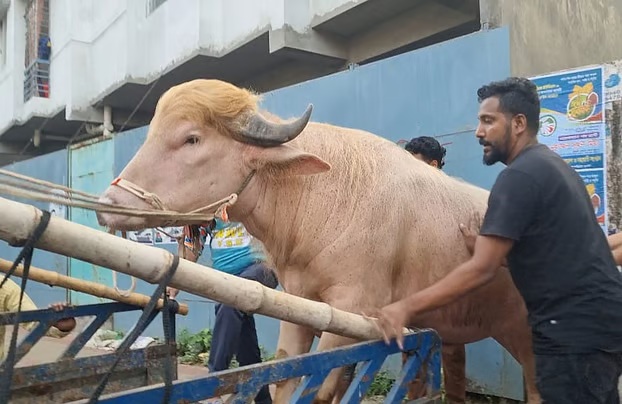 কোরবানি হচ্ছে না আলোচিত ‘ডোনাল্ড ট্রাম্প’ নামের মহিষটি